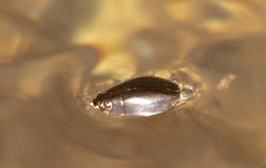 Dineutus longimanus longimanus