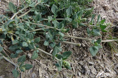 Chenopodium vulvaria