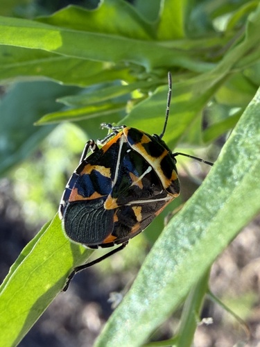 iNaturalist observation photo of Harlequin Bug