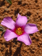 Oxalis callosa