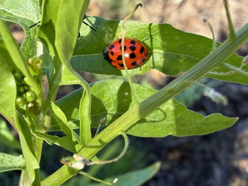 iNaturalist observation photo of Asian Lady Beetle