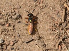 Philanthus triangulum diadema