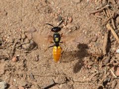 Philanthus triangulum diadema