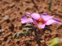 Oxalis callosa