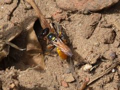 Philanthus triangulum diadema