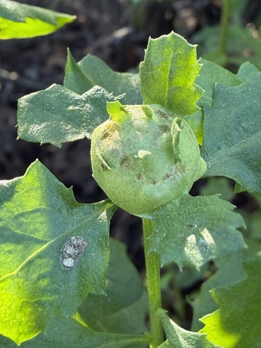 iNaturalist observation photo of Coyote Brush Bud Gall Midge