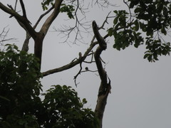 Euphonia chrysopasta