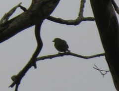 Euphonia chrysopasta