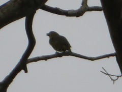 Euphonia chrysopasta