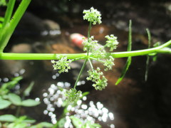 Apium nodiflorum