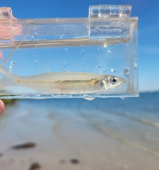 Tidewater Silverside photo 4