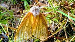 Heliconisa pagenstecheri