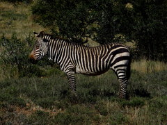 Equus zebra zebra