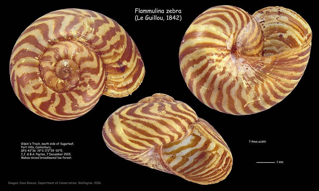 Flammulina
