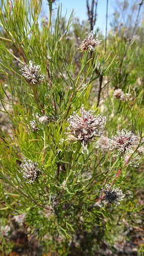 Image of Serruria fucifolia by (c) Paul Emms, some rights reserved (CC BY-SA)