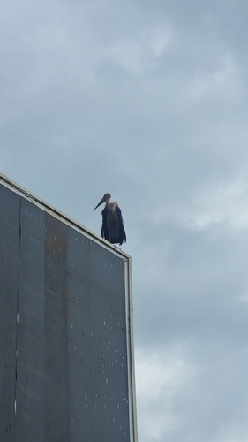 iNaturalist: (c) quyquyx, some rights reserved (CC BY-NC) iNaturalist image