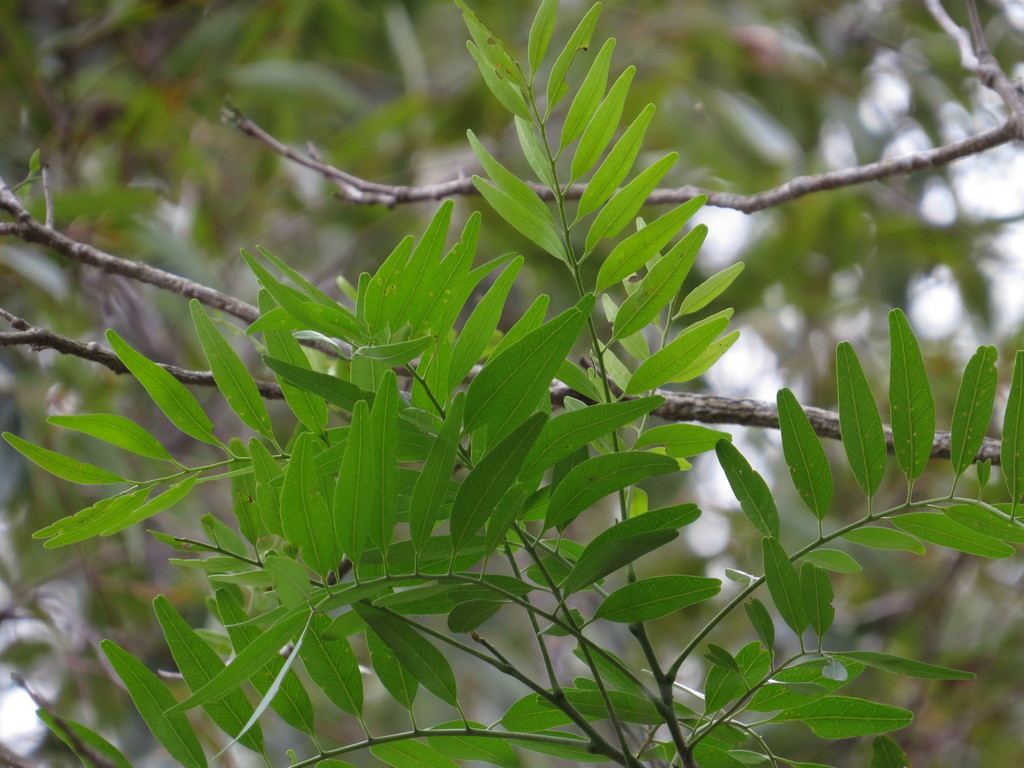 Alectryon ramiflorus