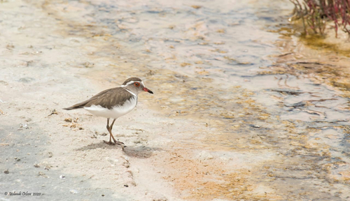 iNaturalist: (c) Yolande Oelsen, some rights reserved (CC BY-NC), uploaded by Yolande Oelsen iNaturalist image