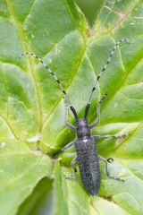 Agapanthia turanica