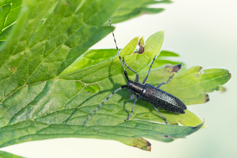 Agapanthia turanica