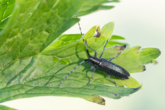 Agapanthia turanica
