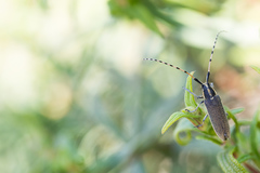 Agapanthia asphodeli