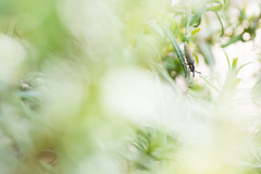 Agapanthia asphodeli