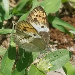 Colotis annae annae