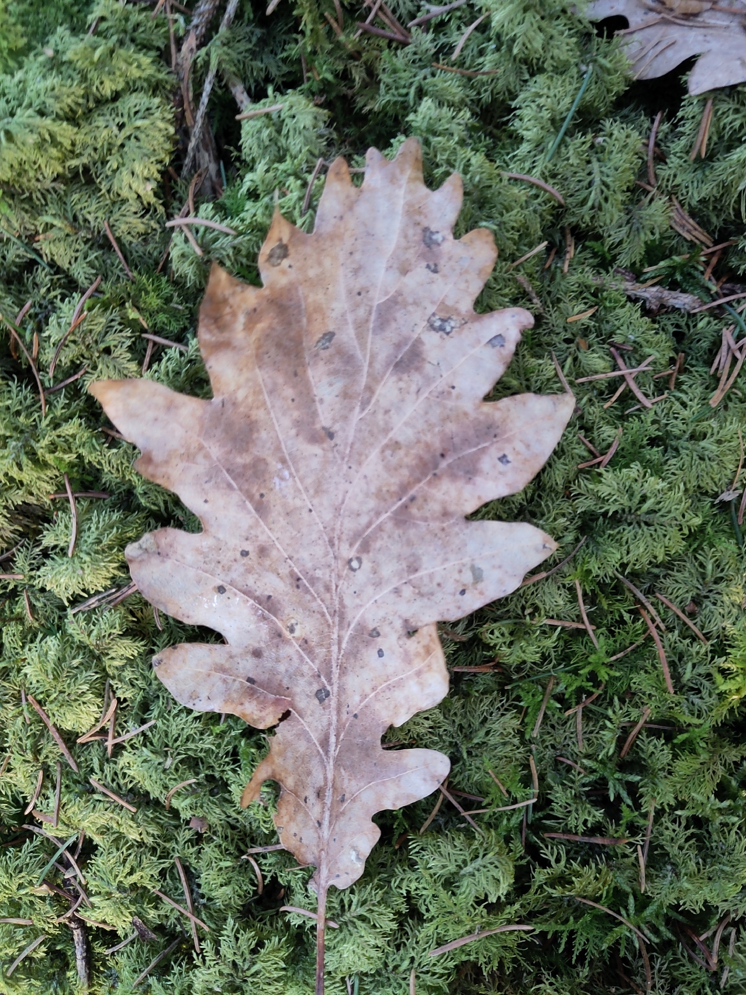 Imagem de Quercus petraea
