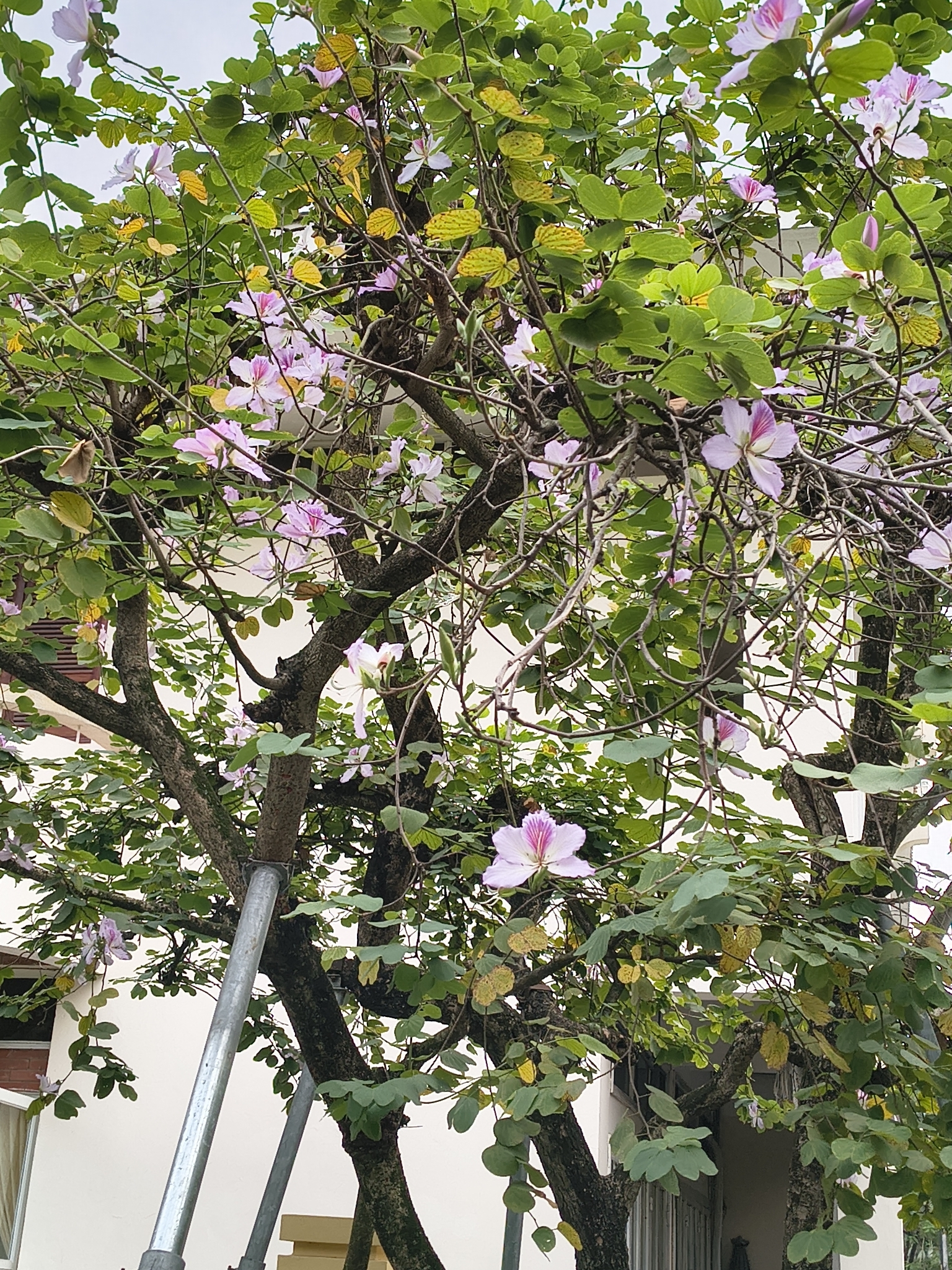 Bauhinia variegata (Bauhinia variegata)