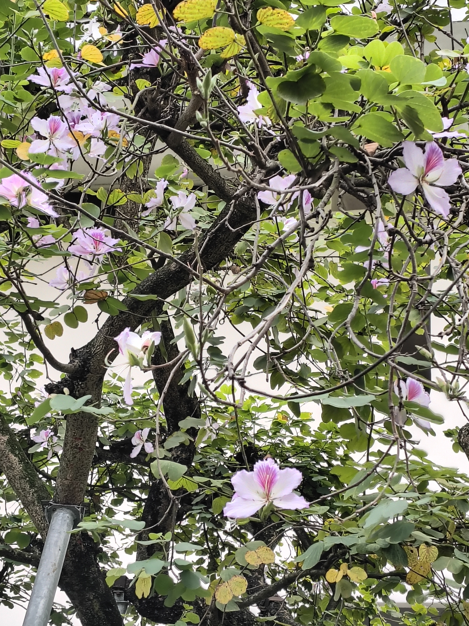 Bauhinia variegata — ảnh 2