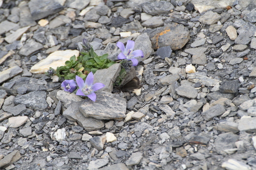 Mount Cenis Bellflower (Campanula cenisia)