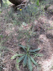 Asteraceae