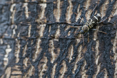 Xylotrechus ibex