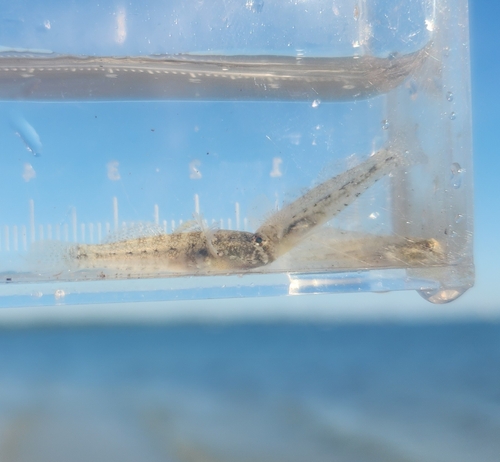 Code goby (Gobiosoma robustum) — Gobiidae