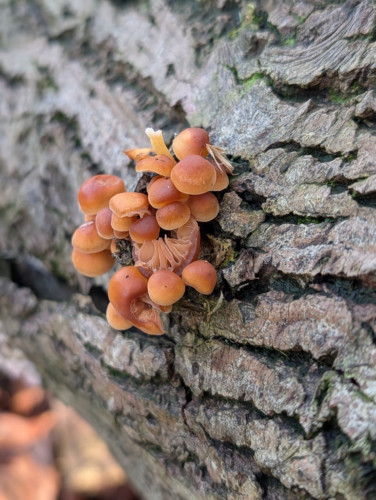 Flammulina · January 2026 · photo: © heather-hyfae (iNaturalist, cc-by)