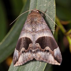 Bastilla solomonensis