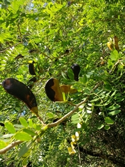 Gleditsia amorphoides