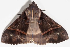 Serrodes