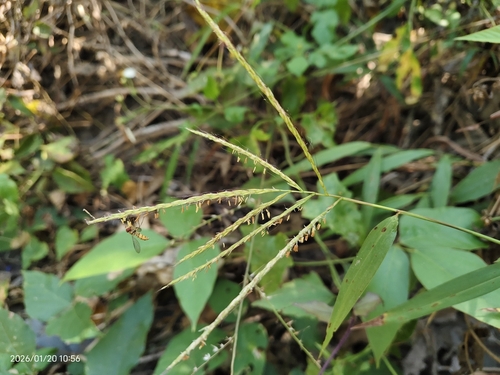 Microstegium biaristatum observed 2026-01-20