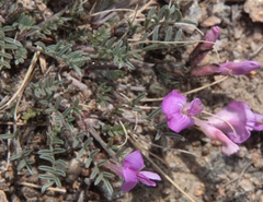 Astragalus angarensis