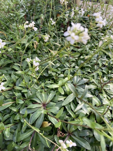Arabis procurrens, photograph 2
