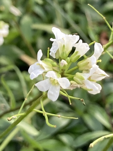 Arabis procurrens, photograph 3