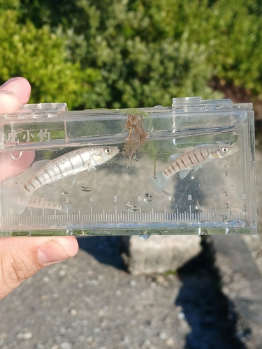 Longnose killifish (Fundulus similis) — Fundulidae