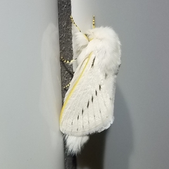 Phiala