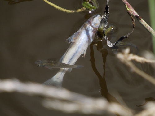 Catfish (Parapimelodus valenciennis) — Pimelodidae