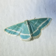 Mixocera frustratoria