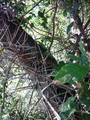 Gleditsia amorphoides