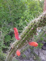 Cleistocactus baumannii