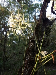 Brassavola tuberculata